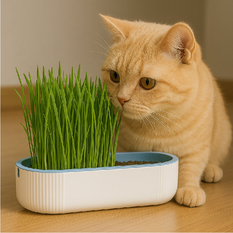 Petlivo PureSprout™ Soilless Cat Grass Kit