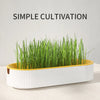 Petlivo PureSprout™ Soilless Cat Grass Kit